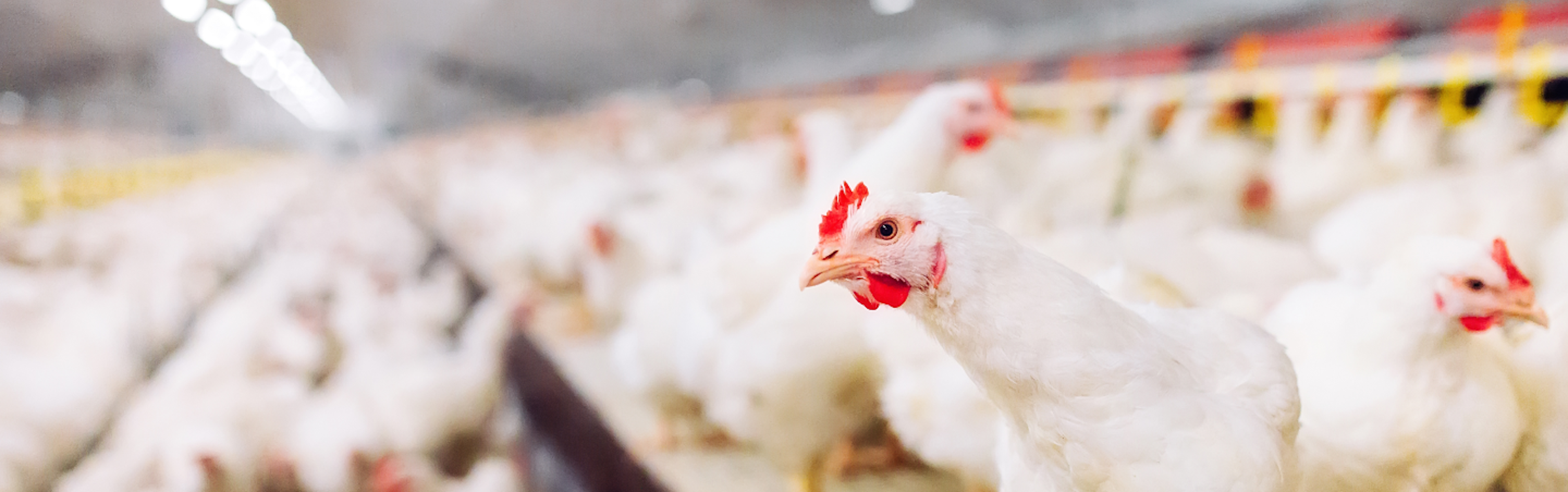 Indoor chicken farm with numerous white chickens densely packed on the floor, illuminated by bright overhead lighting.