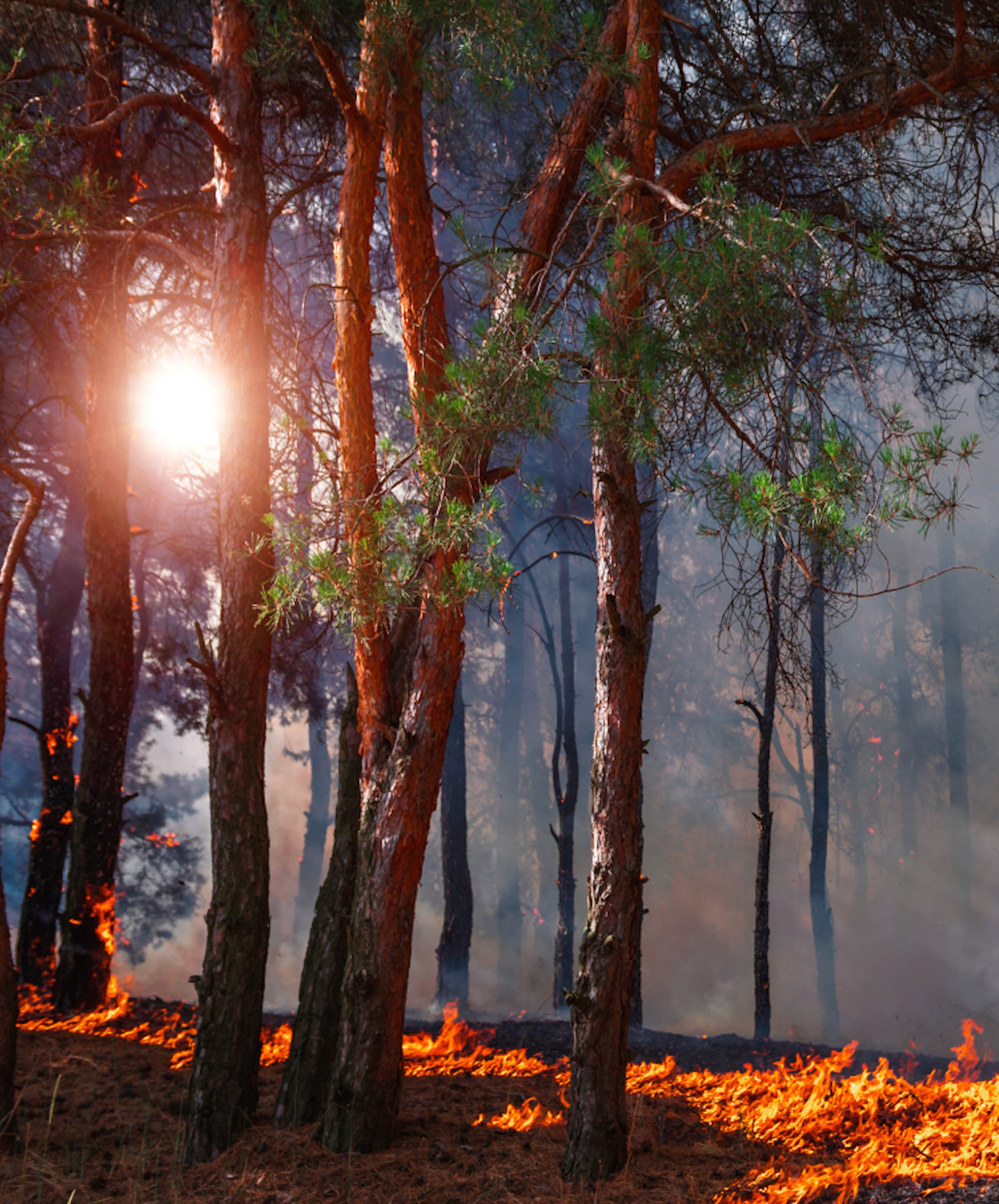 A forest fire with flames consuming the underbrush and smoke rising among the trees. The sky is hazy from the smoke.