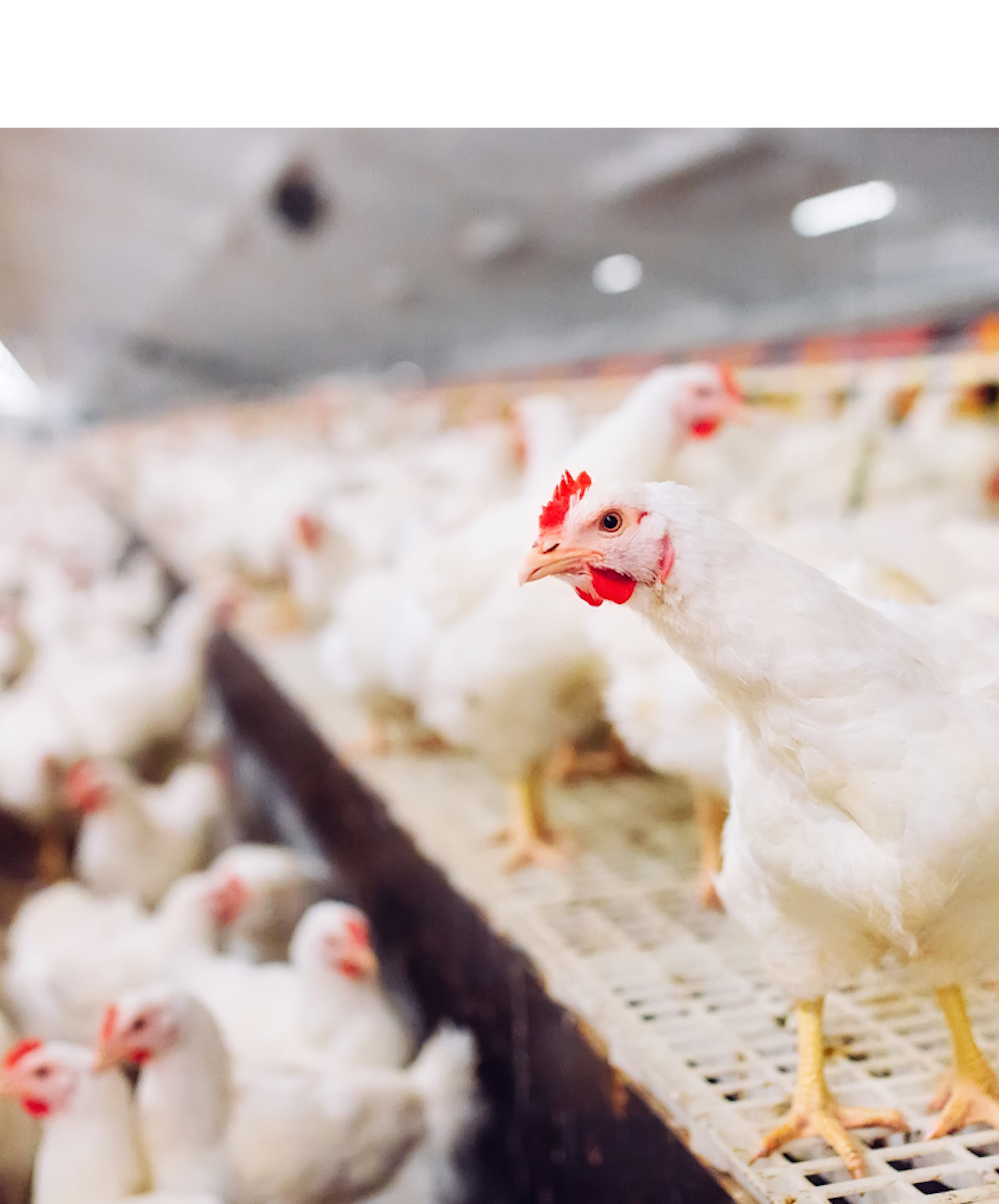 Indoor chicken farm with numerous white chickens densely packed on the floor, illuminated by bright overhead lighting.