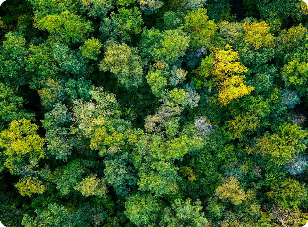 Aerial view of a dense forest with green and some yellow foliage.