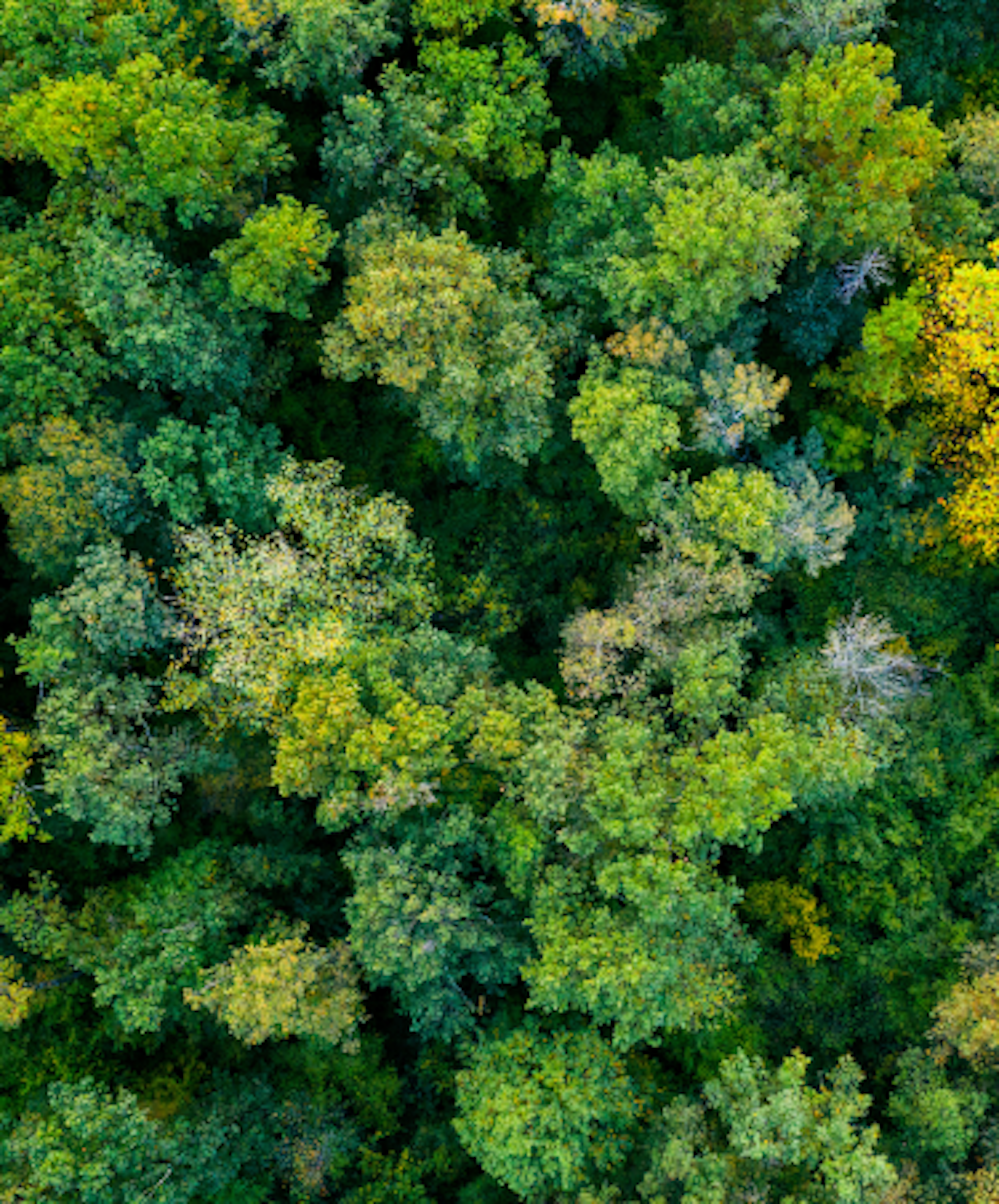 Aerial view of a dense forest with a mix of green and some yellow foliage trees.